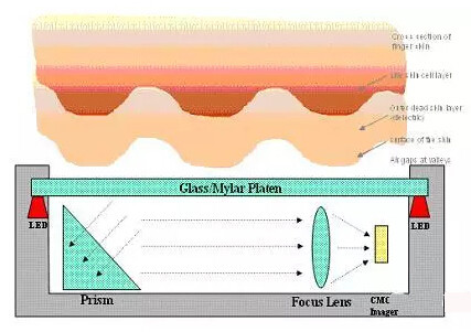 指紋識(shí)別模組線路板為您科普丨指紋識(shí)別工作原理
